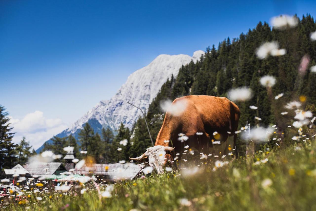 Apartments Zvoh, Krvavec, Ski-In, Ski-Out แซเคลียนาโกเรนสเคม ภายนอก รูปภาพ